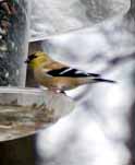 gold_finch7b.jpg
