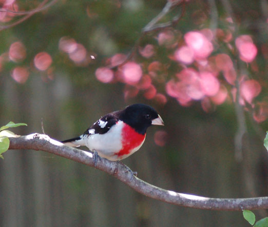rose-breasted_grosbeak1b.jpg