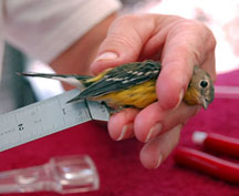 birdbander2b.jpg
