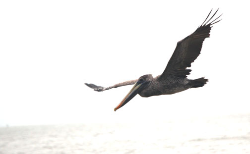 brown_pelican3.jpg