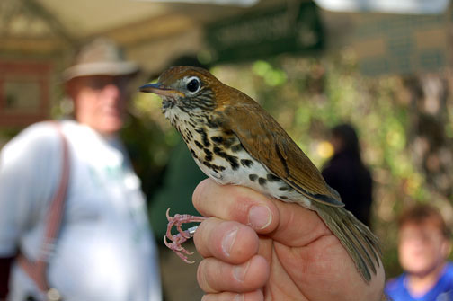 woodthrush2.jpg