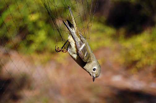 yellow_warbler20b.jpg