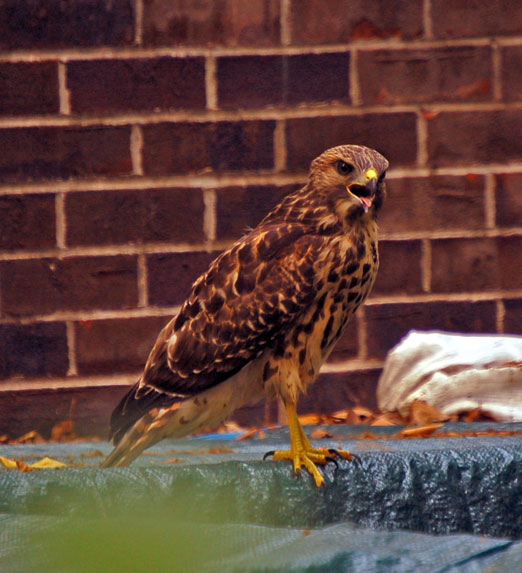 red-shouldered_hawk2.jpg