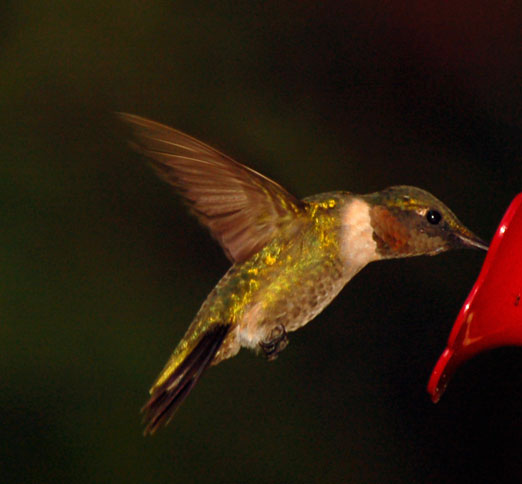 male_rubythroat1.jpg