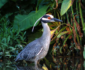 night_heron1cd.jpg