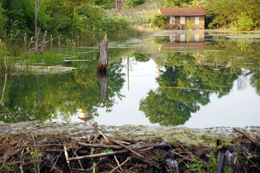 roebuck_pond1b.jpg