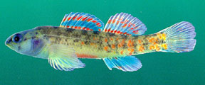 watercressdarter1.jpg