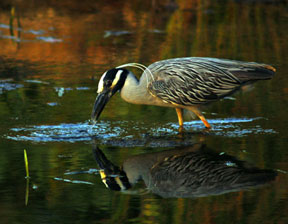 ycn-heron6307bc.jpg