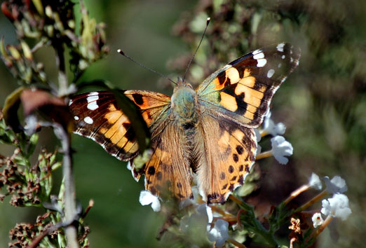 monarch_butterfly102608b.jpg