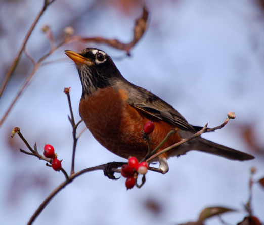 robin112608b.jpg