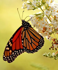 monarch07b2b.jpg