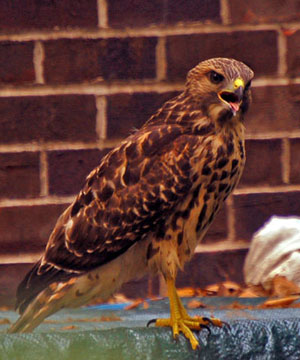 red-shouldered_hawk2b.jpg