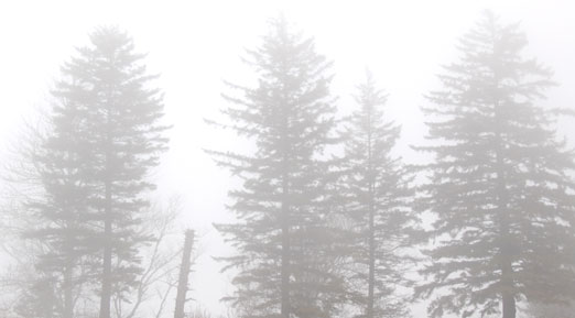fir_fog1.jpg