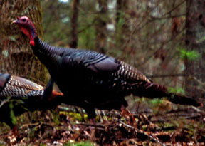 wild_turkeys2b.jpg