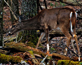 wtdeer1b.jpg