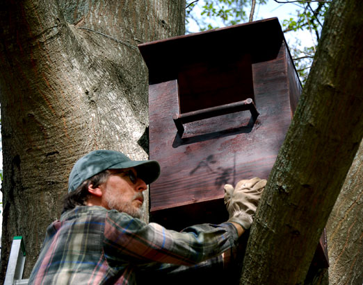 barredowl_box1b.jpg
