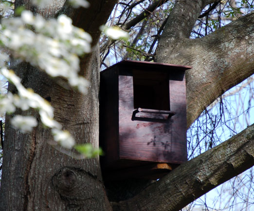 barredowl_box3b.jpg