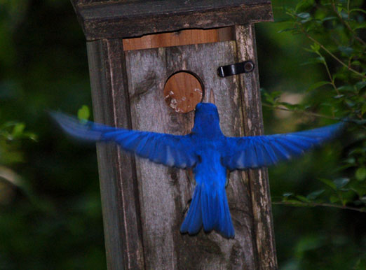 bluebirdfly091b.jpg