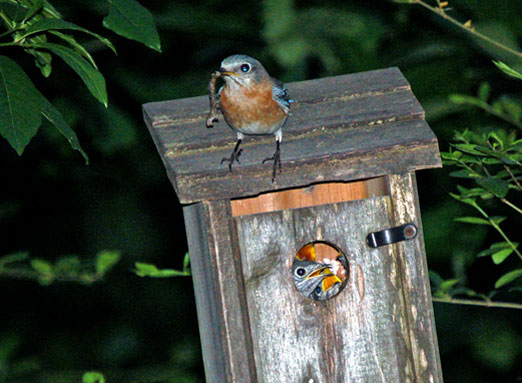 lady_bluebird42709b2.jpg