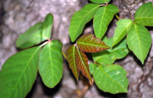 poison oak ivy sumac. poison oak ivy sumac.