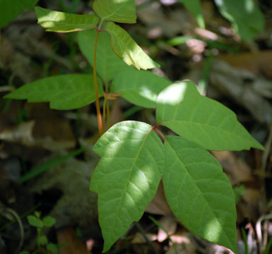 poison sumac vine. Avoid Poison Ivy, Poison Oak