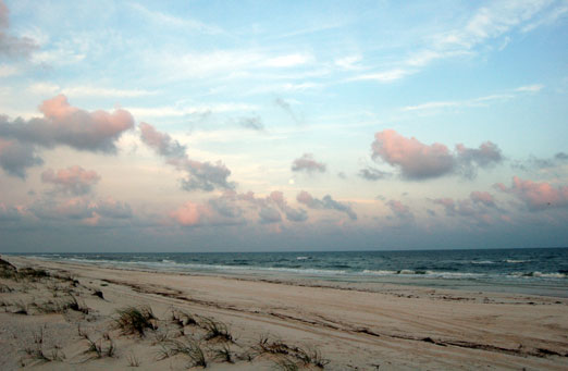 gulfstatepark_beech09b.jpg