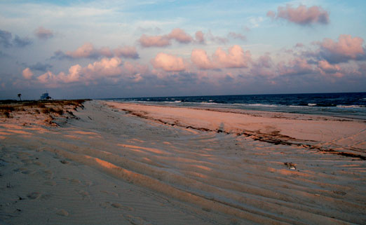 gulfstatepark_beech09c.jpg