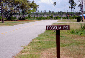 possum_road1b.jpg