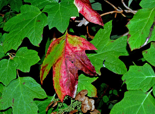 fall09_hyrandea1b.jpg