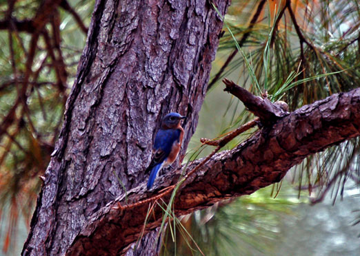 blue_bird101009b.jpg