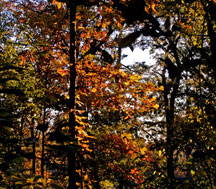 fall102809bsm.jpg
