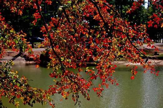 lake_martin10b.jpg