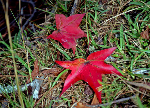 red_leafb.jpg