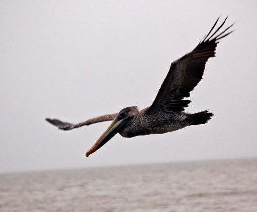 Brown Pelican Louisiana