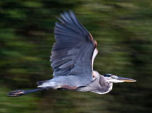 gblueheron_flight1b.jpg