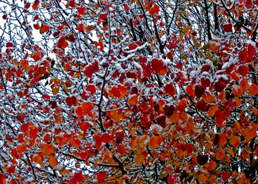 fall_winter1b.jpg