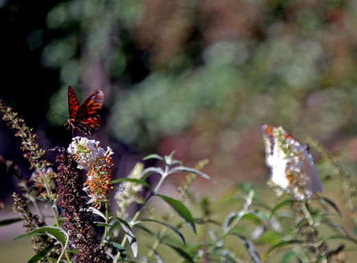 monarch102009eb.jpg