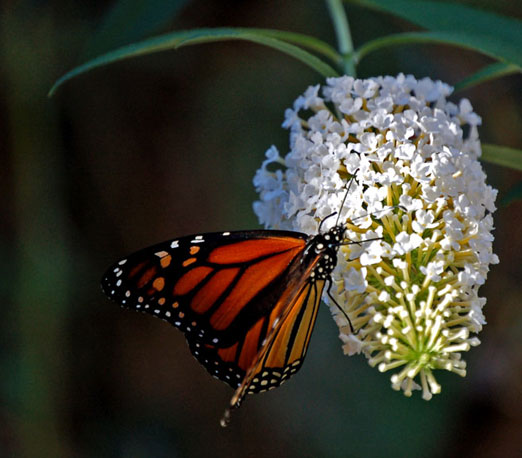 monarch102009hb.jpg