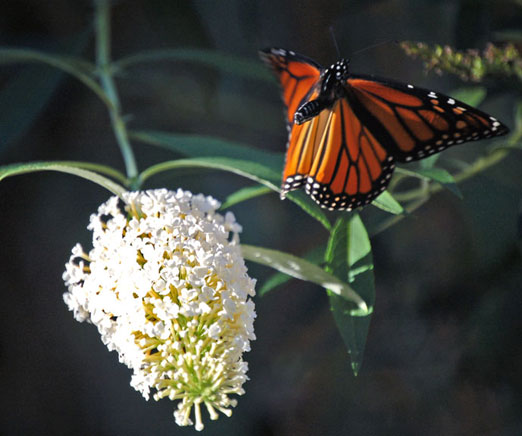 monarch102009ib.jpg