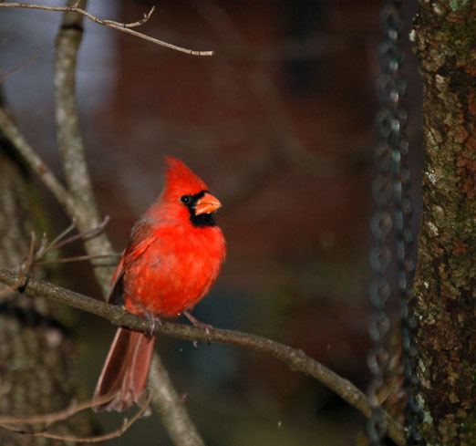 male_cardinal1710cB.jpg