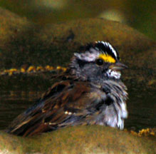 whitet_sparrow4207b2sm.jpg