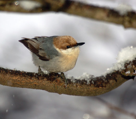 brown_nuthatch10cb.jpg
