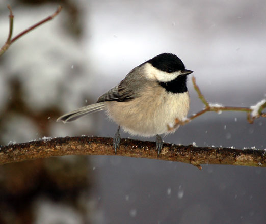 chickadee10ab.jpg