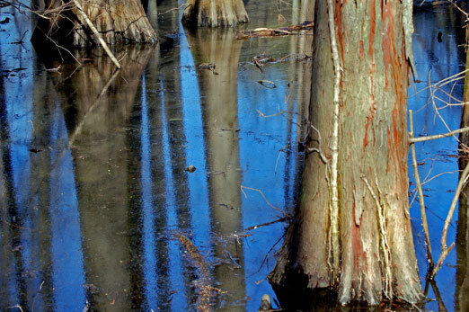 cypress_swamp2.jpg