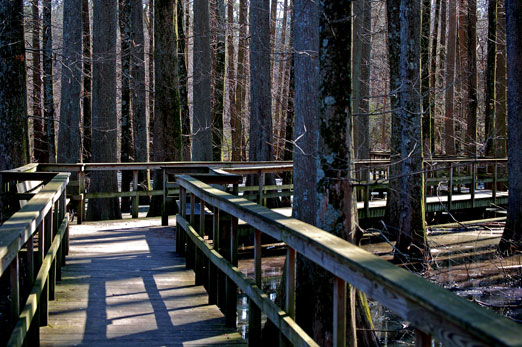 cypress_swamp3.jpg