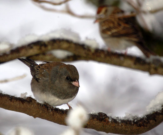junco10ab.jpg
