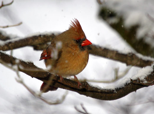 lady_cardinal10b1.jpg