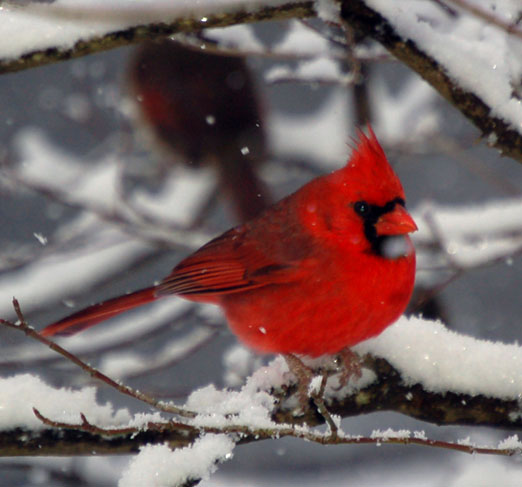 male_cardinaldb.jpg