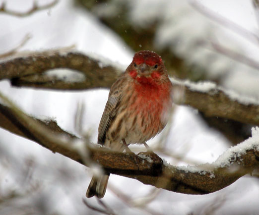 male_housefinch10b.jpg