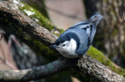 nuthatch210b.jpg